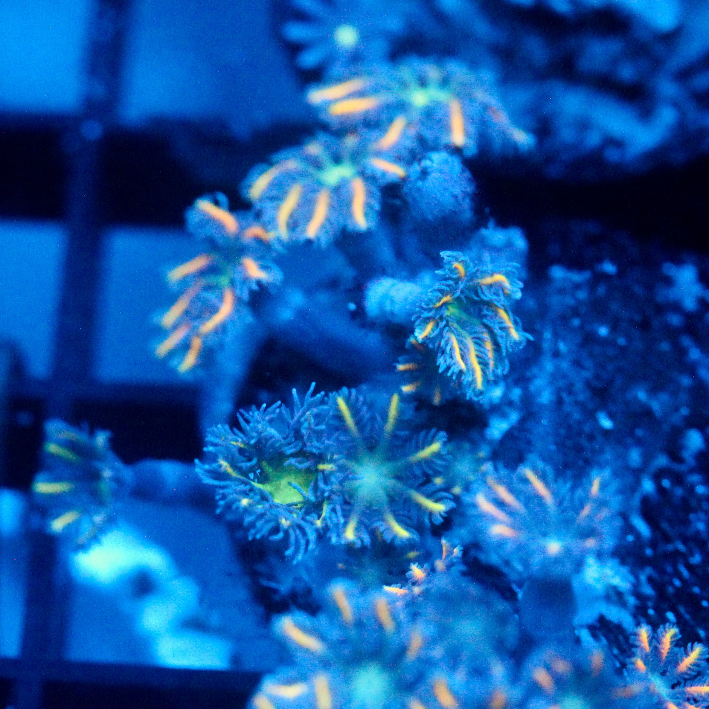 JC Orange Tip Clove Polyp