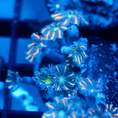 JC Orange Tip Clove Polyp
