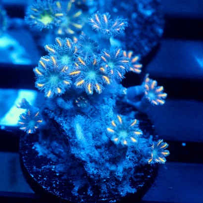 JC Orange Tip Clove Polyp