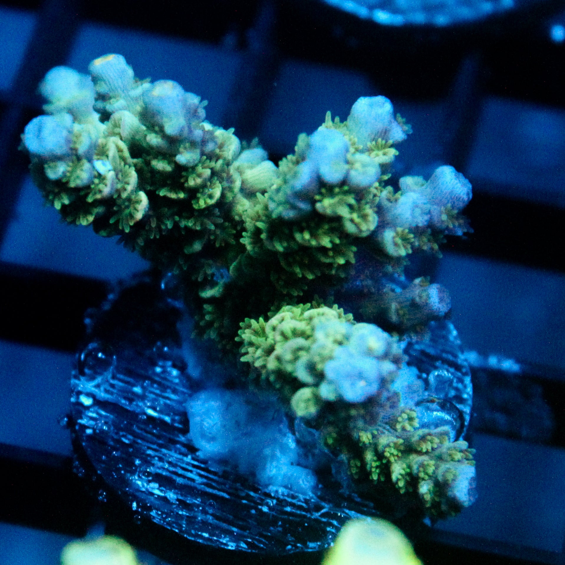 JC Green Freak Acro