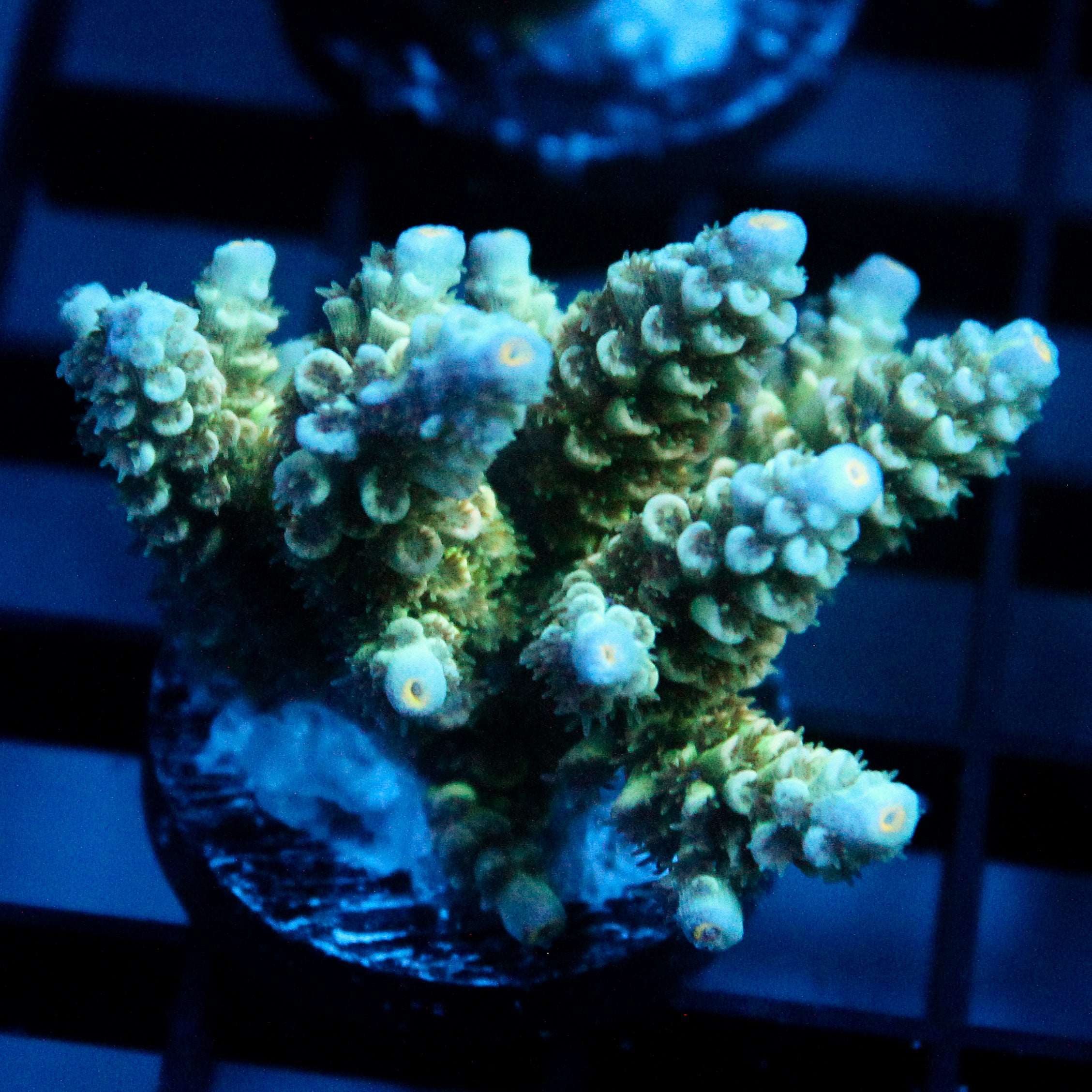 JC Blue Demon Acro