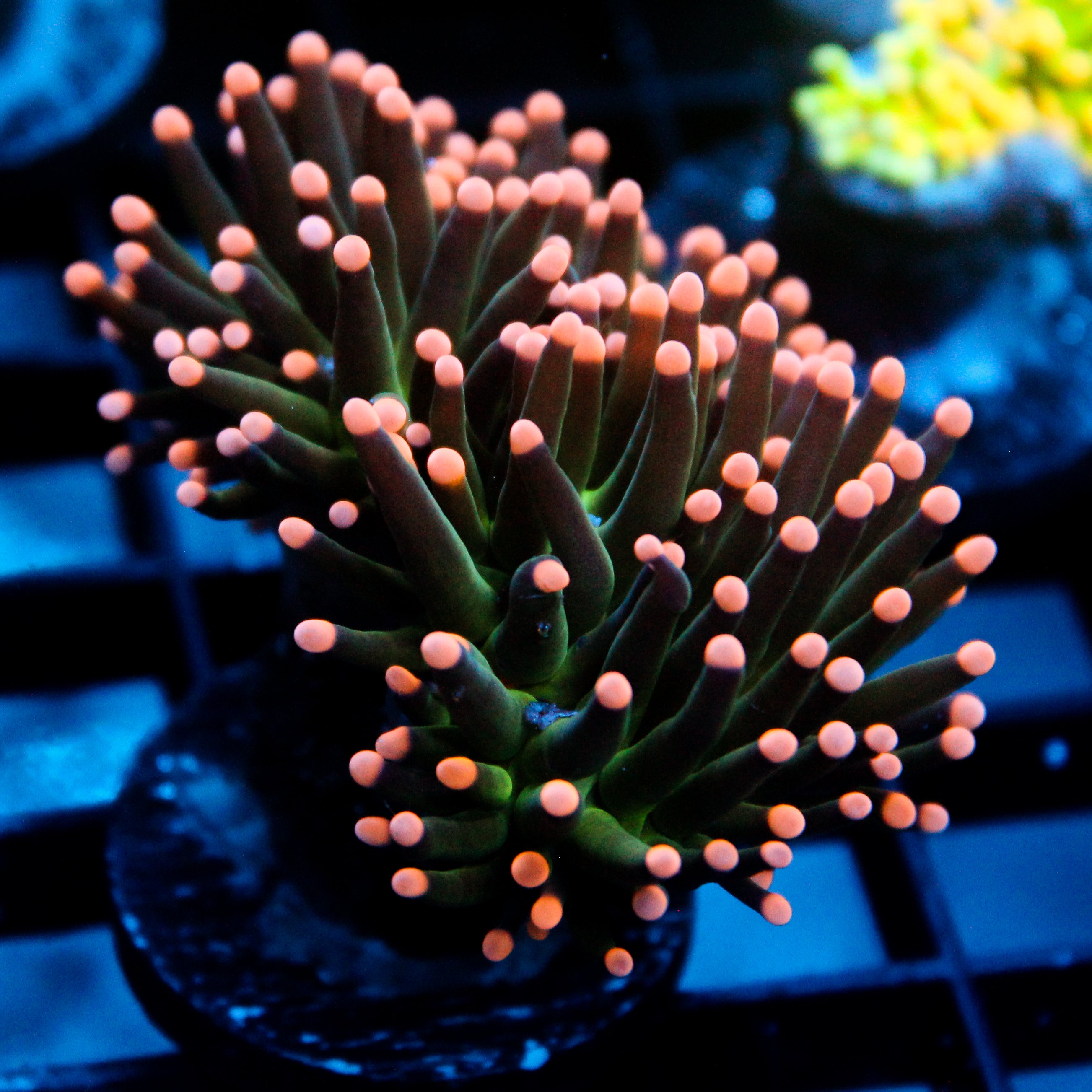 JC Pink Tip Hurricane Torch