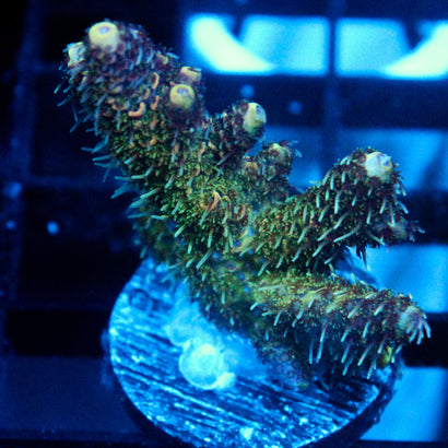 JC Zombie Fingers Acro