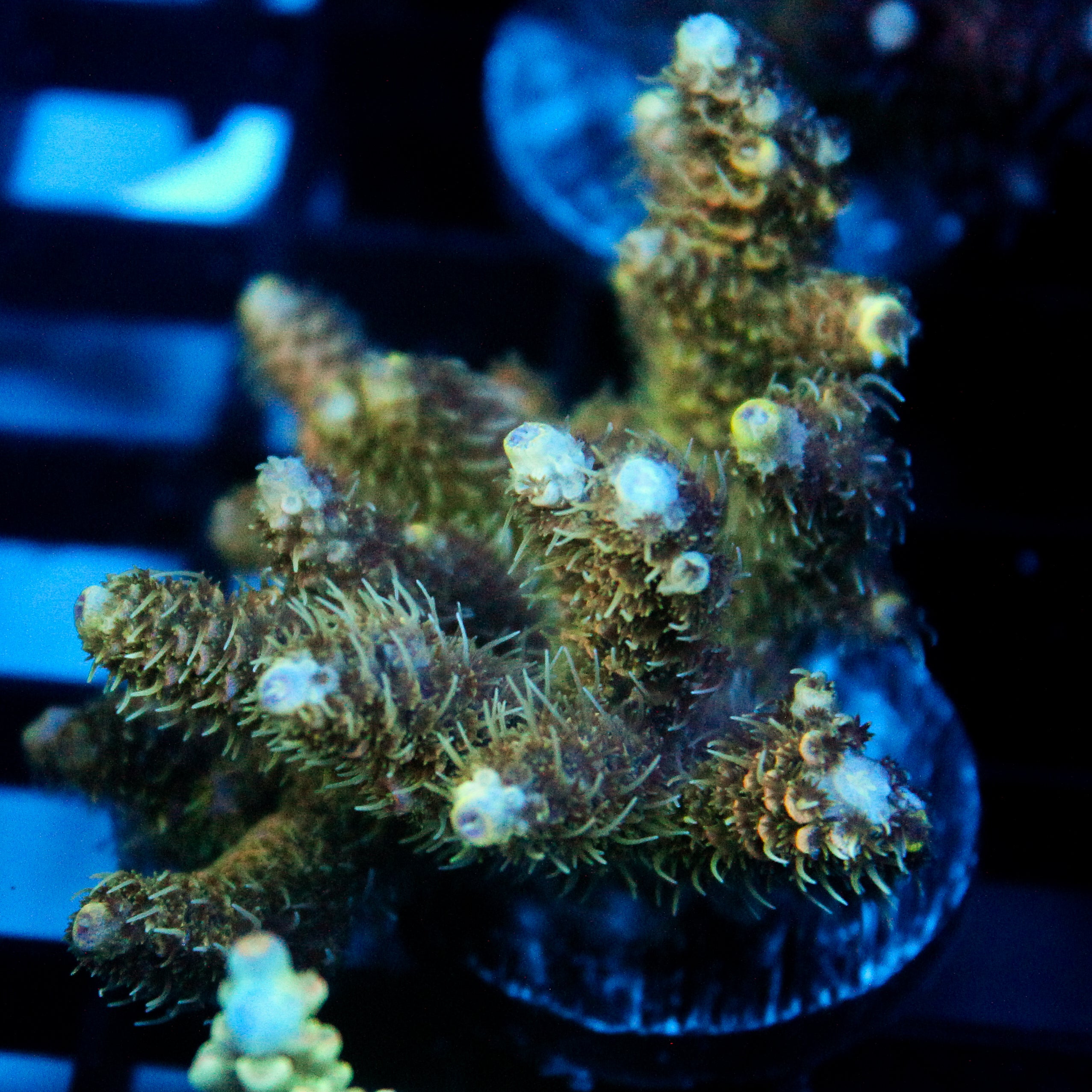 JC Pyrite Forest Acro