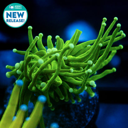 JC Slime Slayer Torch (New Release)