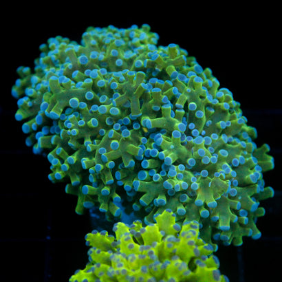 JC Hulk Buster Frogspawn