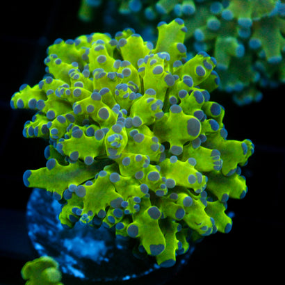 JC Hulk Frogspawn