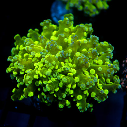 JC Marble Slime Frogspawn