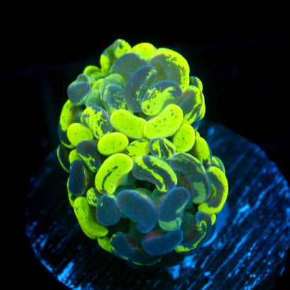 JC Hyper Splatter Hammer