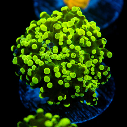 JC Neon Green Frogspawn