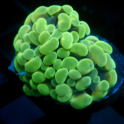 JC Hyper Green Hammer