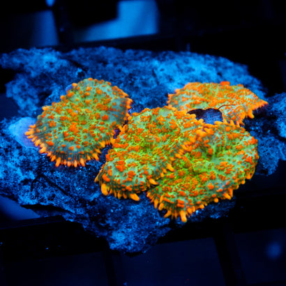 JC Orange Crush Rhodactis