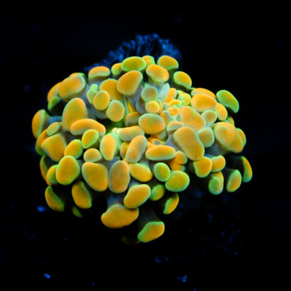 JC Rainbow Gold Hammer