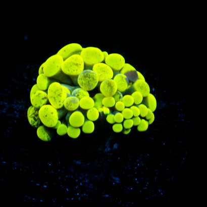 JC Neon Green Splatter Hammer