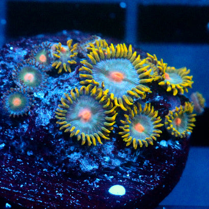JC Saturn Zoanthid