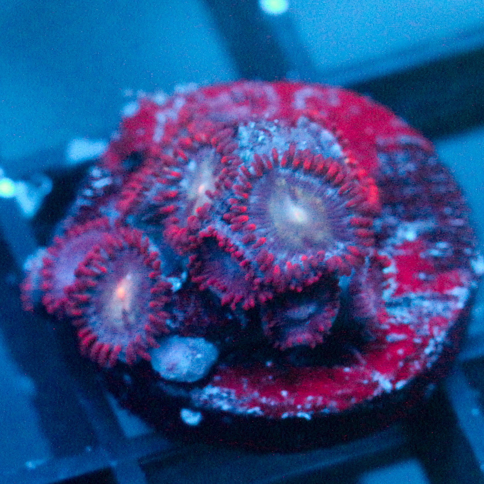 JC Nova Zoanthid