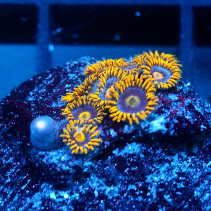 JC Yellow Fever Zoanthid