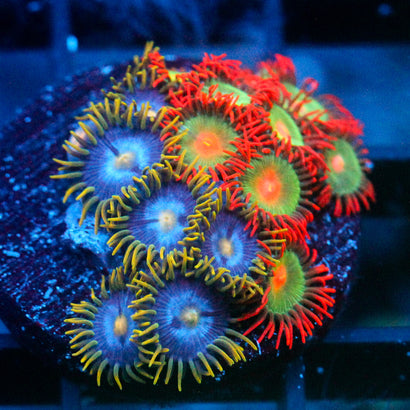 JC Zoa Garden Seed