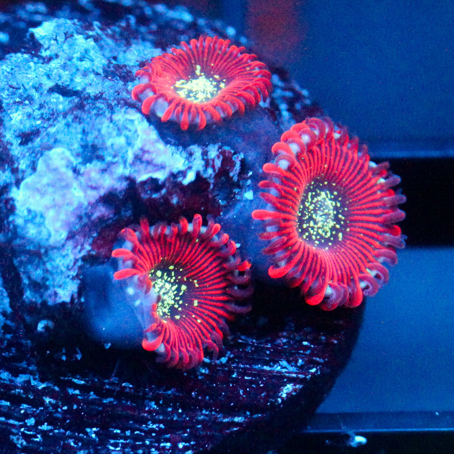 JC Magician's Zoanthid