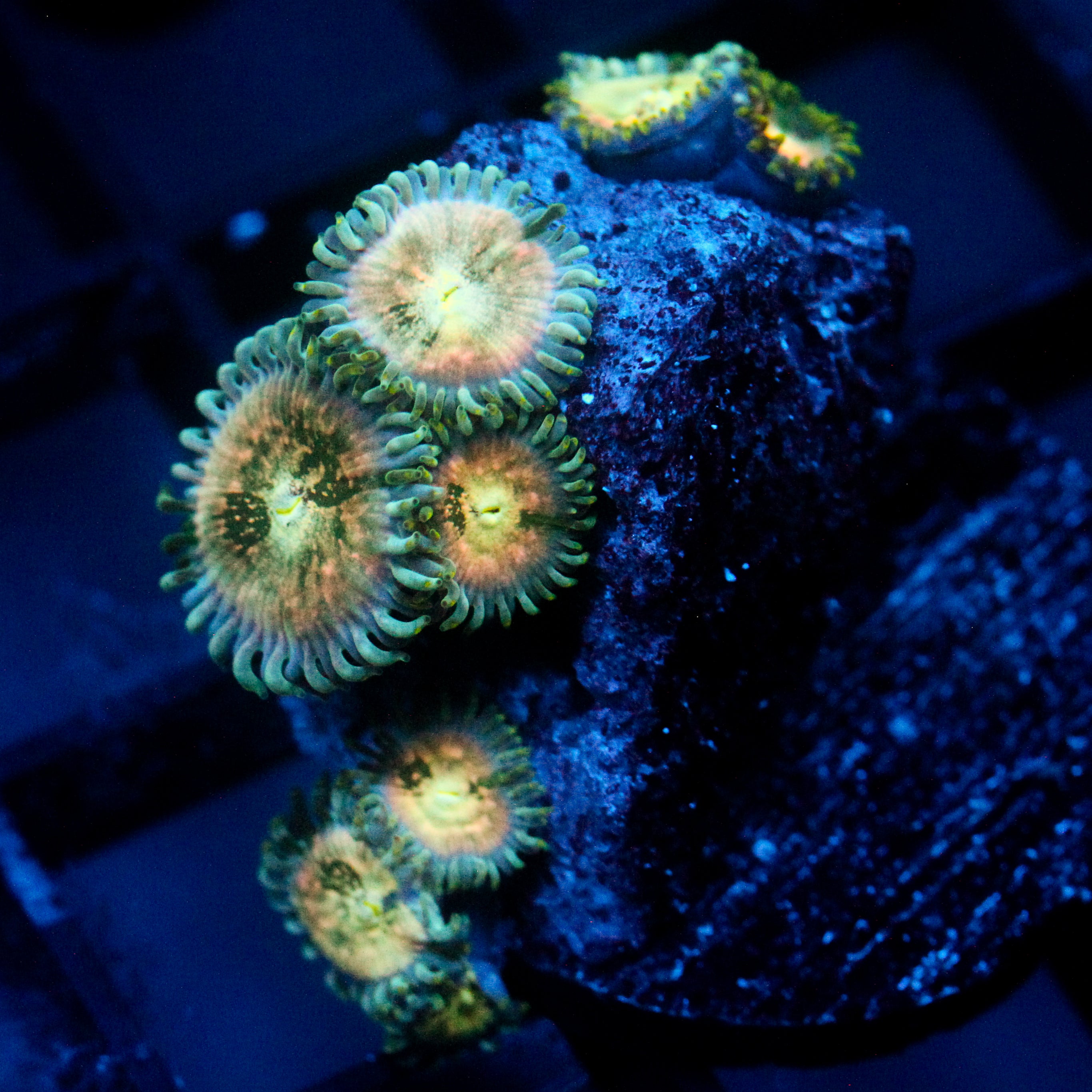 JC Hawaiian Ding Dang Zoanthid