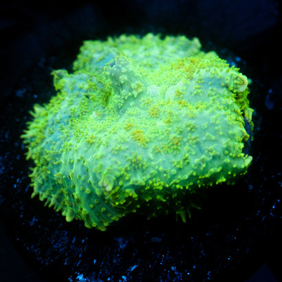JC Lush Mesa Rhodactis