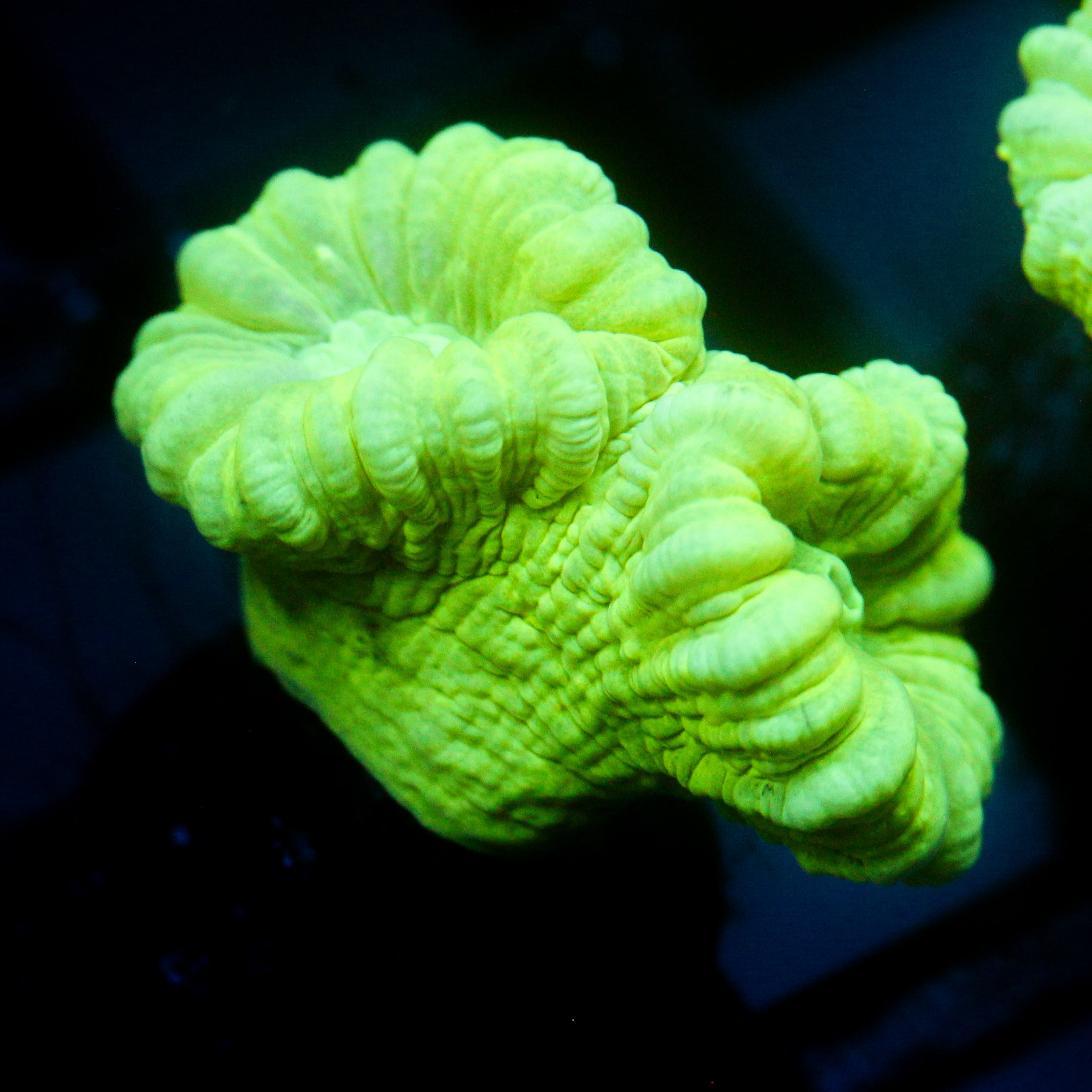 JC Neon Trumpet Coral