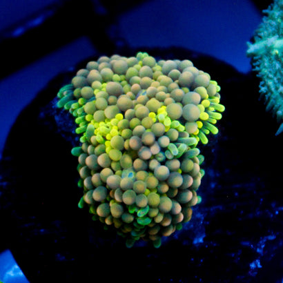 JC Sweet Lime Ricordea