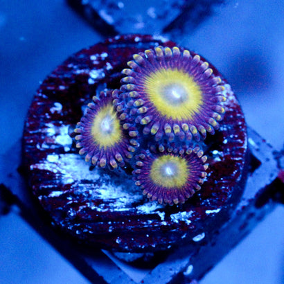 Hypnotoad Zoanthid