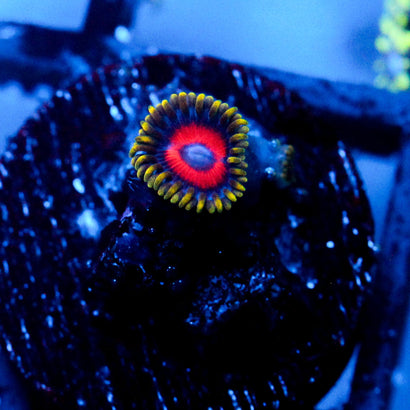 Fireworks Zoanthid