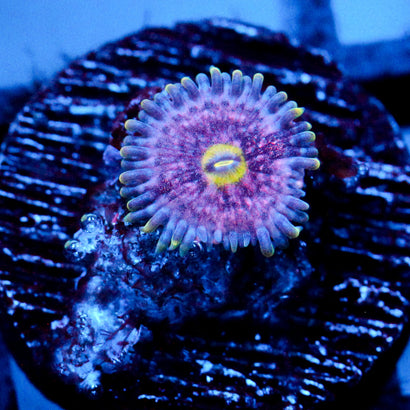 Pink Lemonade Zoanthid