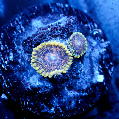 Midas Nebula Zoanthid