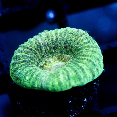 JC Neon Green Favia