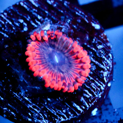 Utter Typhloshion Zoanthid