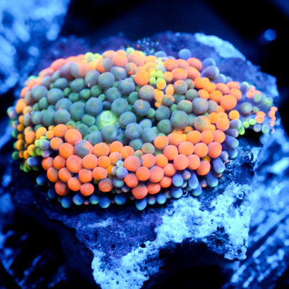 Orange Julius Ricordea Mushroom