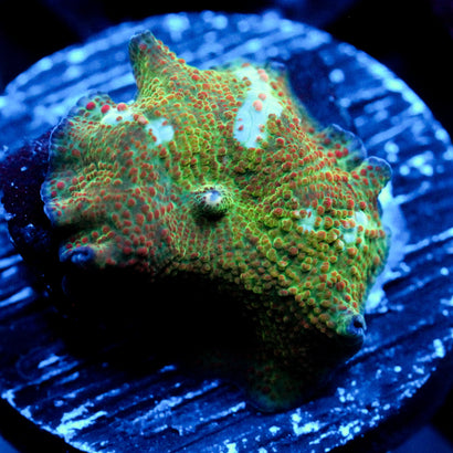 Chicken Pox Discosoma