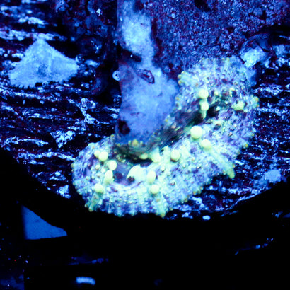 JC Baby Neptune Bounce Mushroom