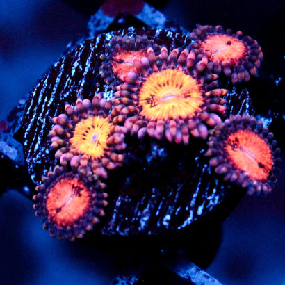 JC Speckled Kraze Zoanthid Mini Colony