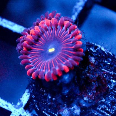 Red People Eater Zoanthid