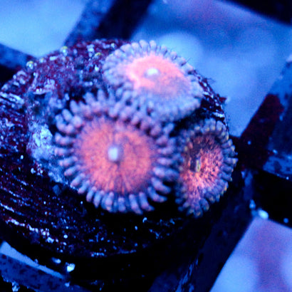 Amber Bliss Zoanthid