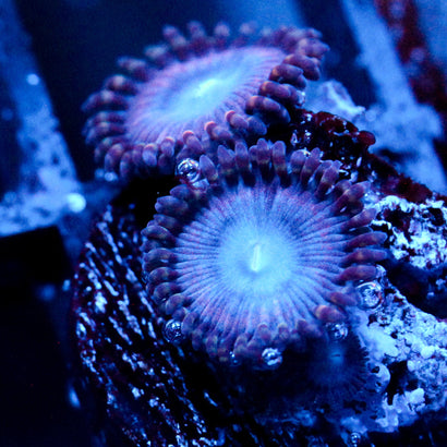 Molten Sulfer Zoanthid