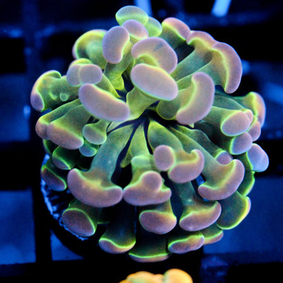 JC Ultra Hologram Hammer