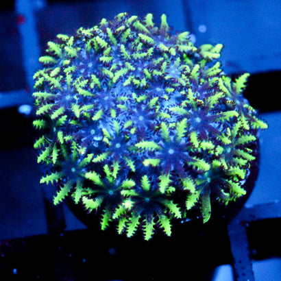 Sympodium Coral