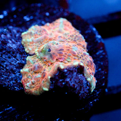 Citrus Dream chalice