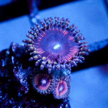 Extravaganza Zoanthid
