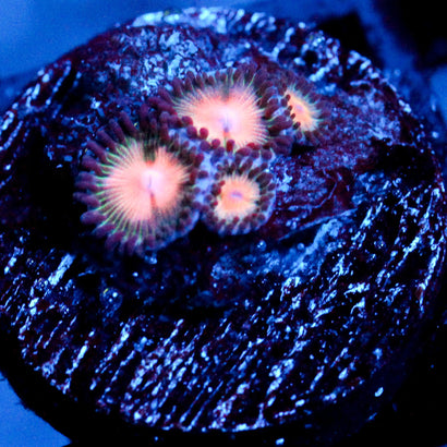 peach Bellini Zoanthid