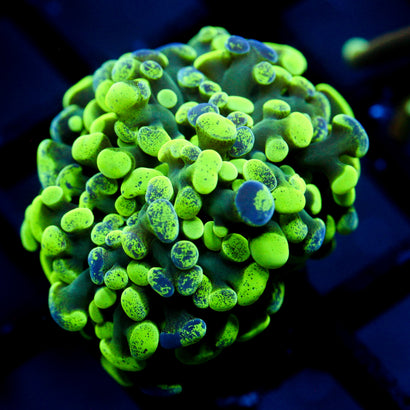 JC Ultra Splatter Hammer