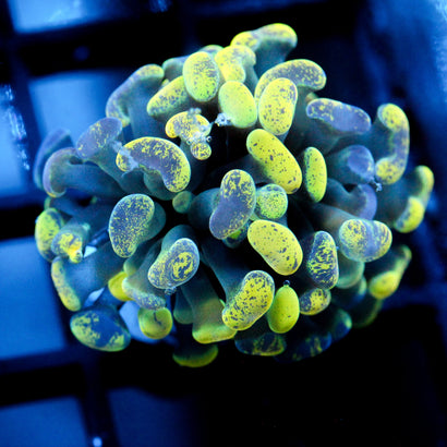 JC Yellow Splatter Hammer