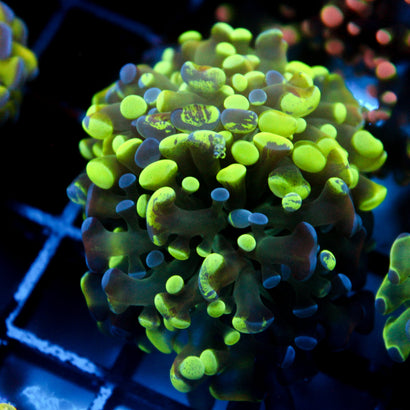 JC Bicolor Splatter Hammer