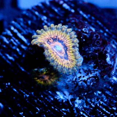 Ocean Side Zoanthid