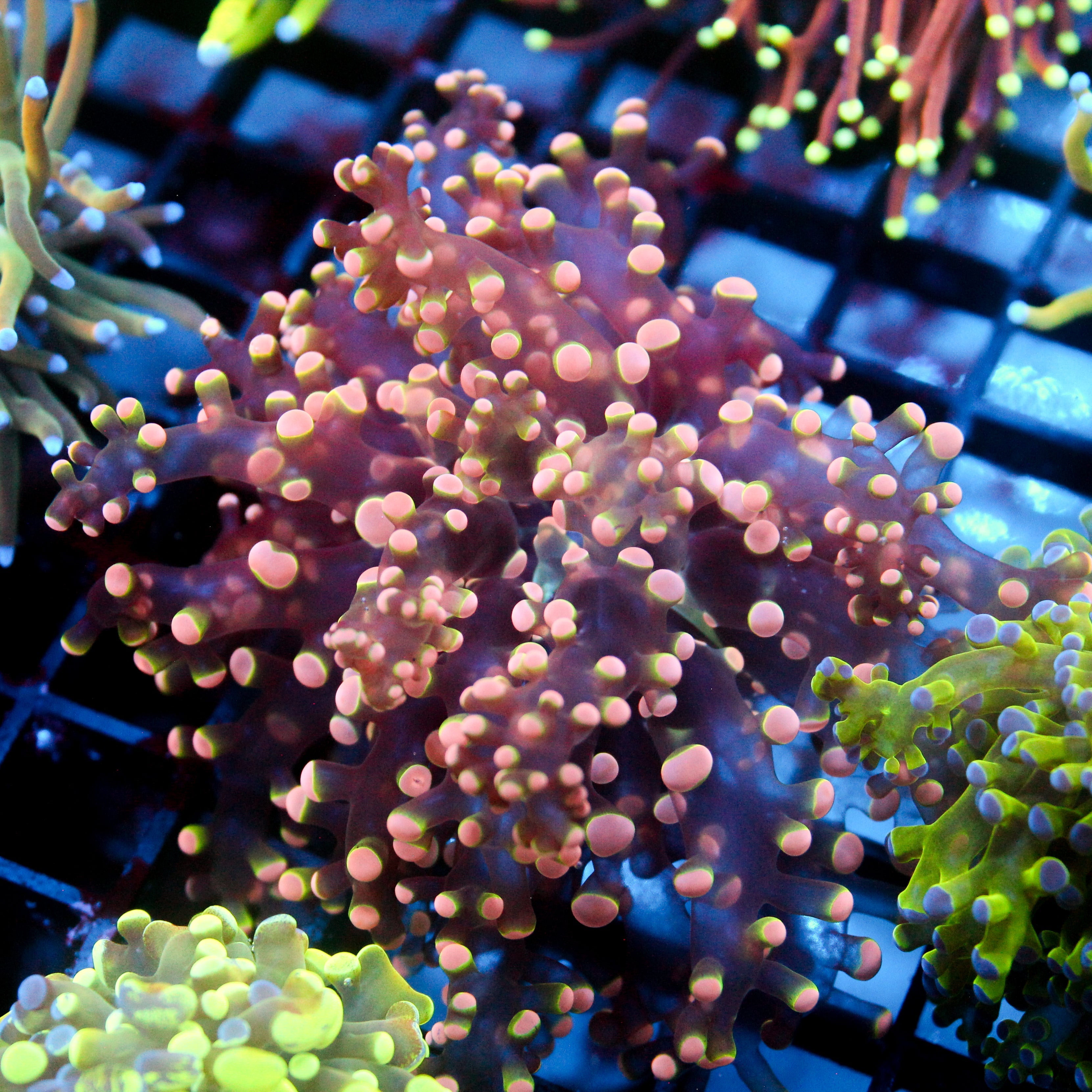 JC Pink Tip Octo